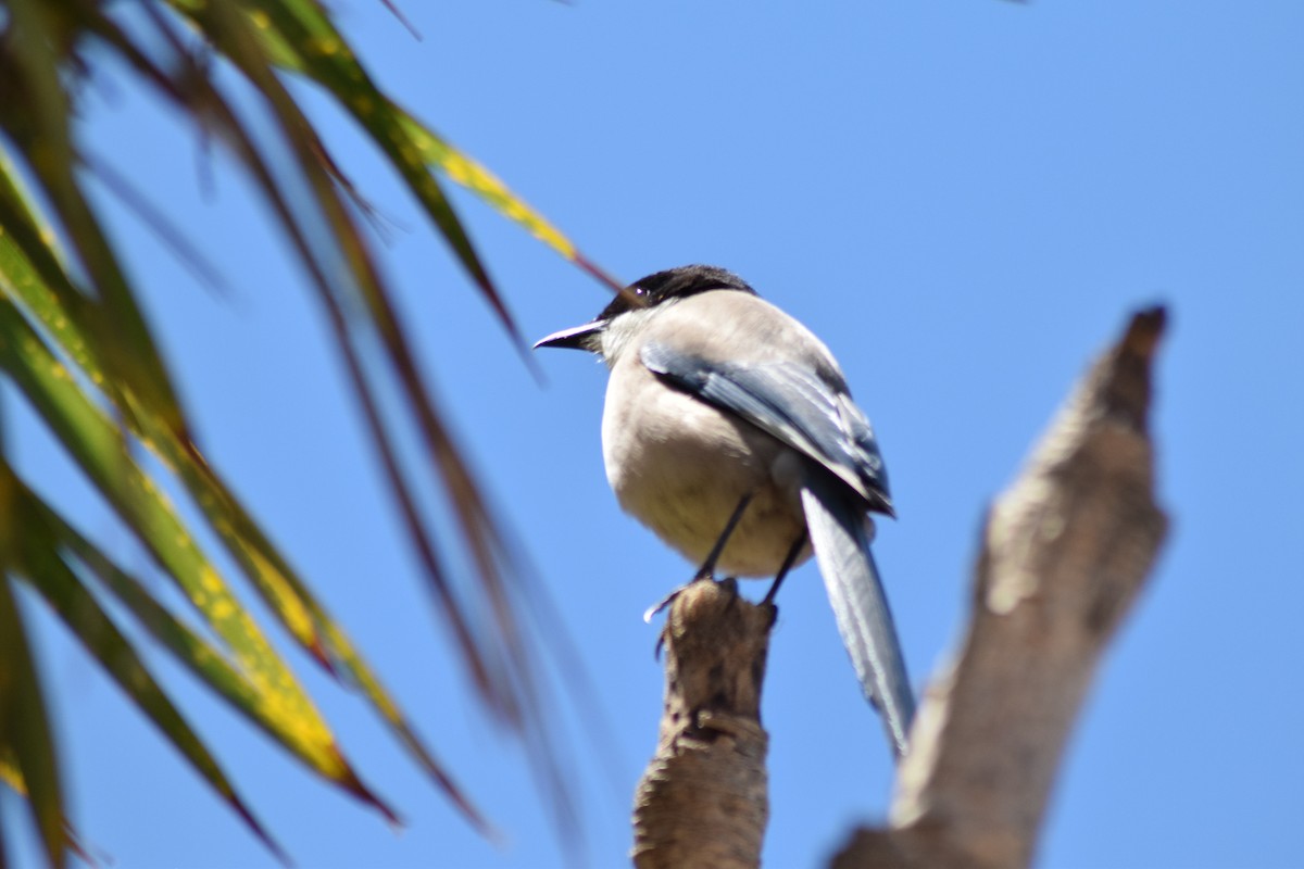 Iberian Magpie - ML382585531