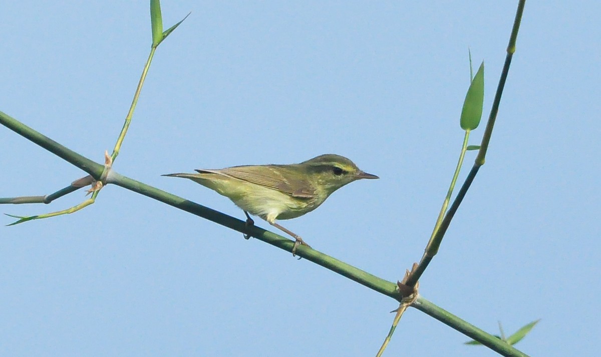 Green Warbler - ML382588651