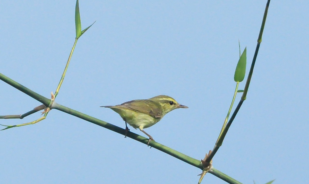 Green Warbler - ML382588661