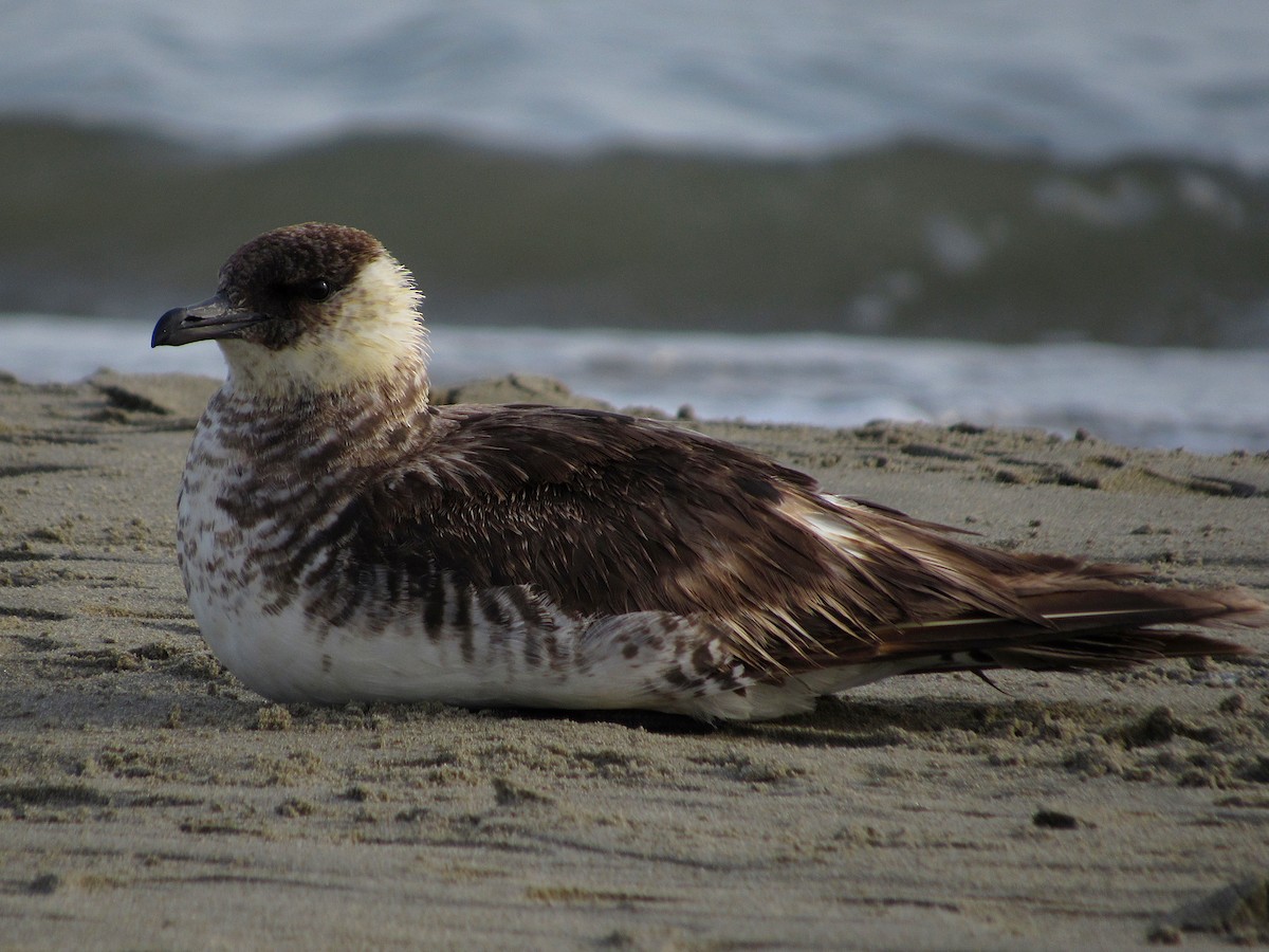 Pomarine Jaeger - ML382589301