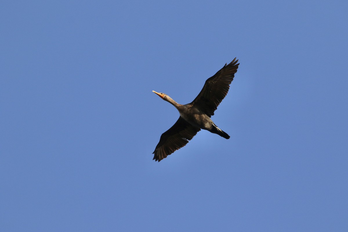 Double-crested Cormorant - ML382592061