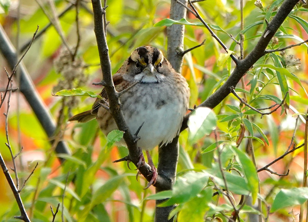 White-throated Sparrow - ML382593051