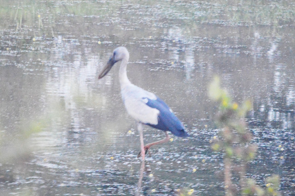 Asian Openbill - ML382593061