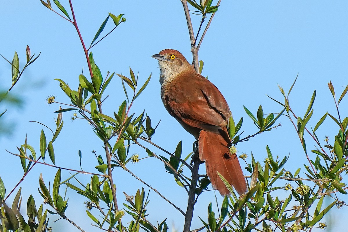 Greater Thornbird - Luis Piñeyrua
