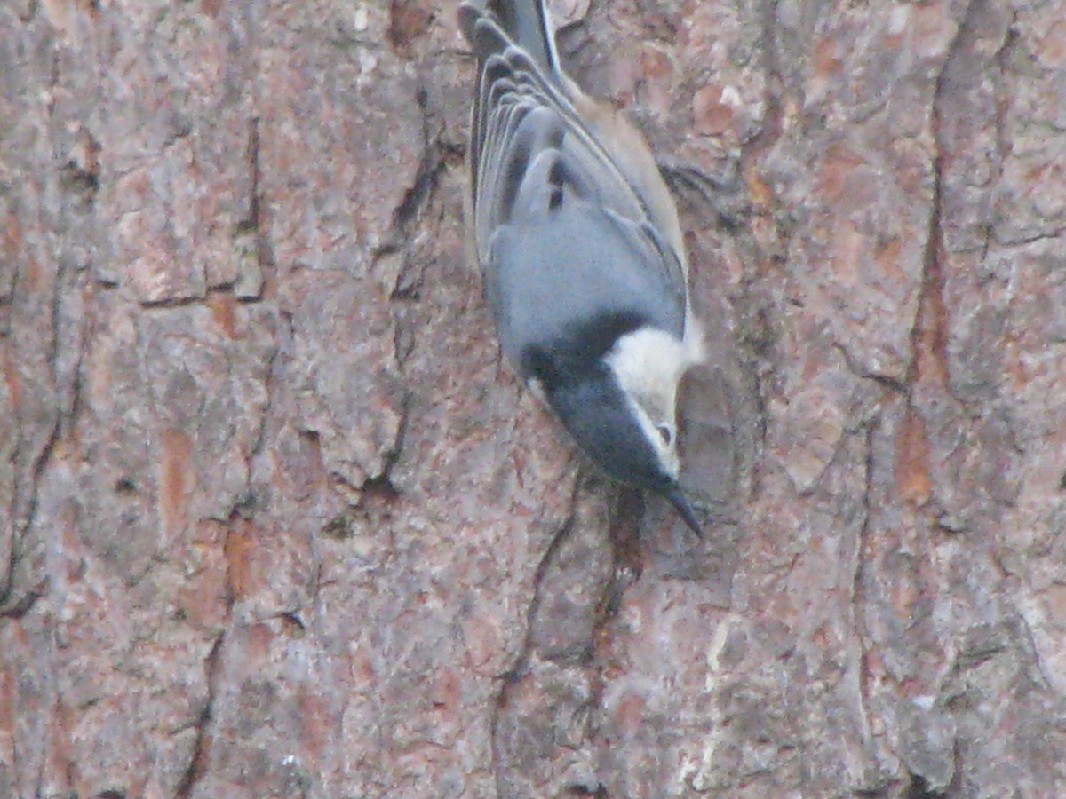 White-breasted Nuthatch - ML38259471