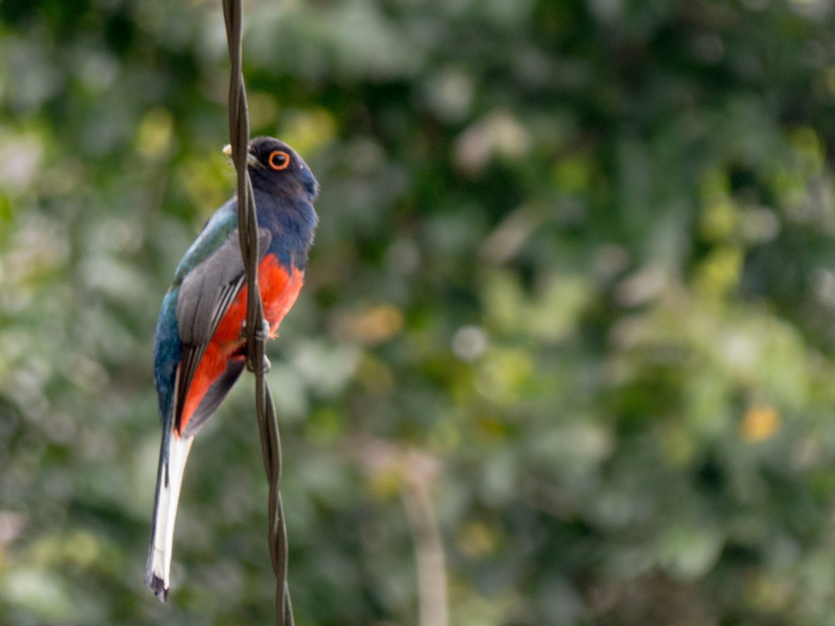 Surucua Trogon - ML382595991