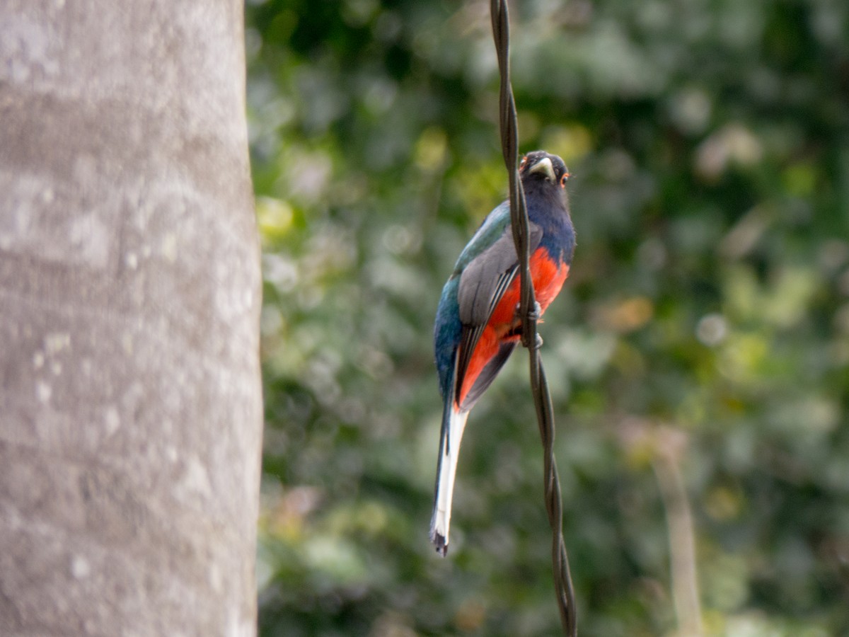 Surucua Trogon - ML382596001