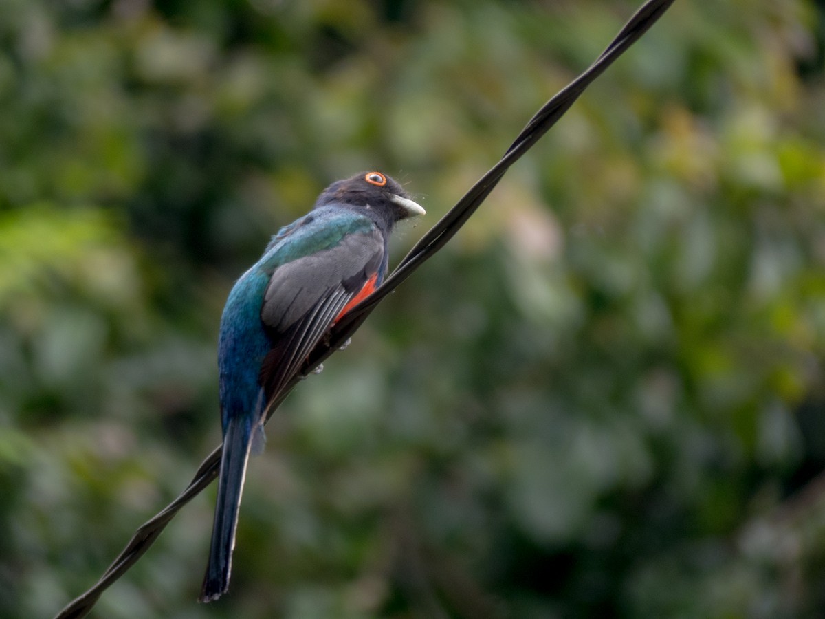 Surucua Trogon - ML382596021