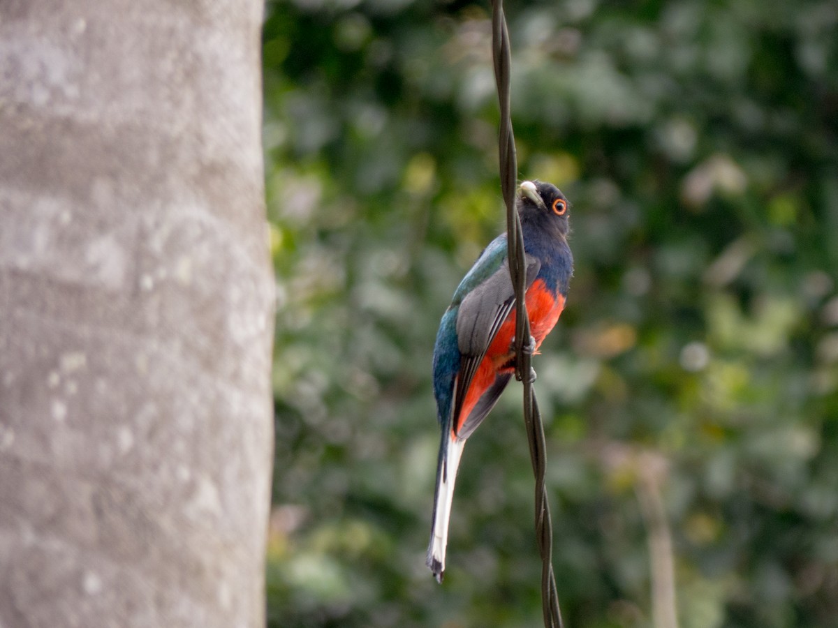 Surucua Trogon - ML382596031