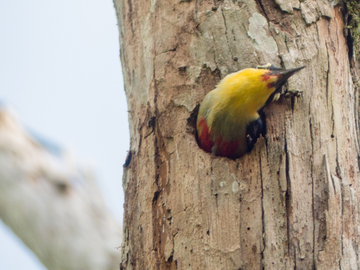 Yellow-fronted Woodpecker - ML382596061