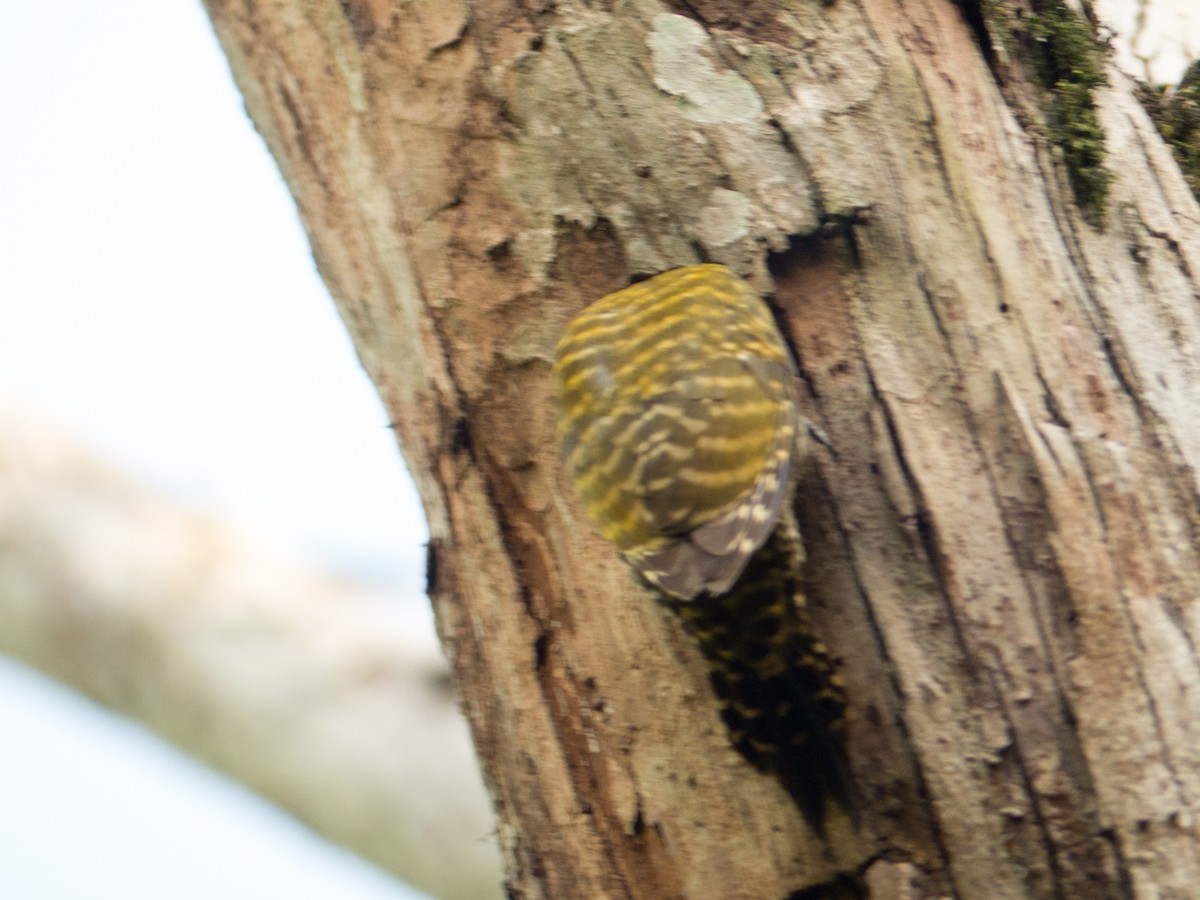 White-spotted Woodpecker - ML382596221