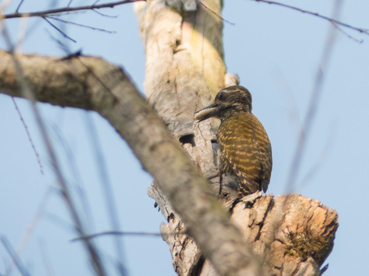 White-spotted Woodpecker - ML382596231
