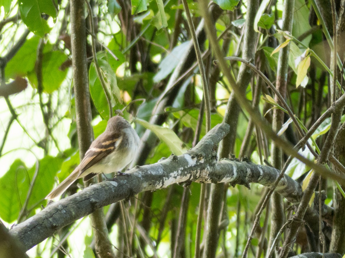 Fuscous Flycatcher - ML382596301