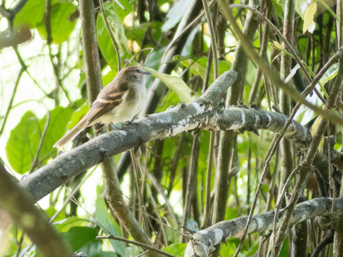 Fuscous Flycatcher - ML382596311