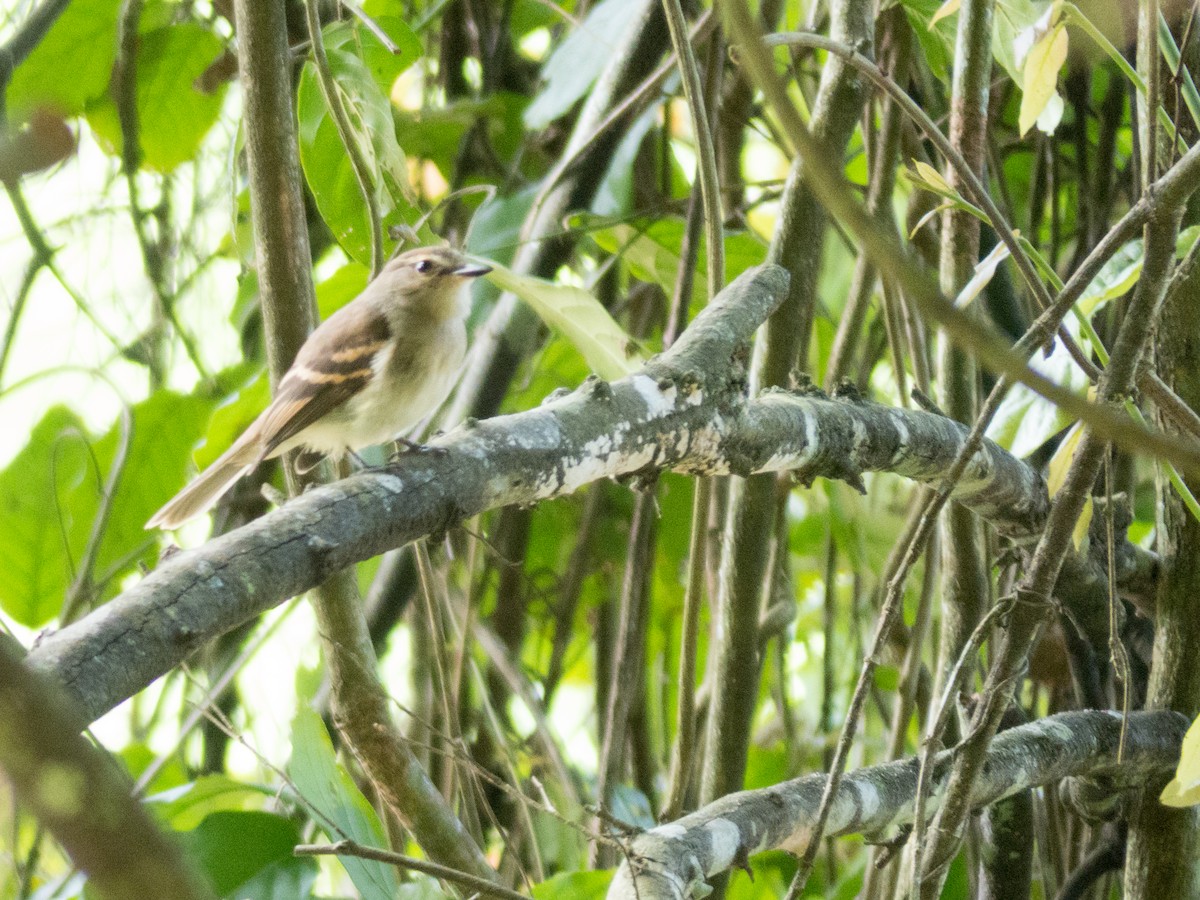 Fuscous Flycatcher - ML382596341