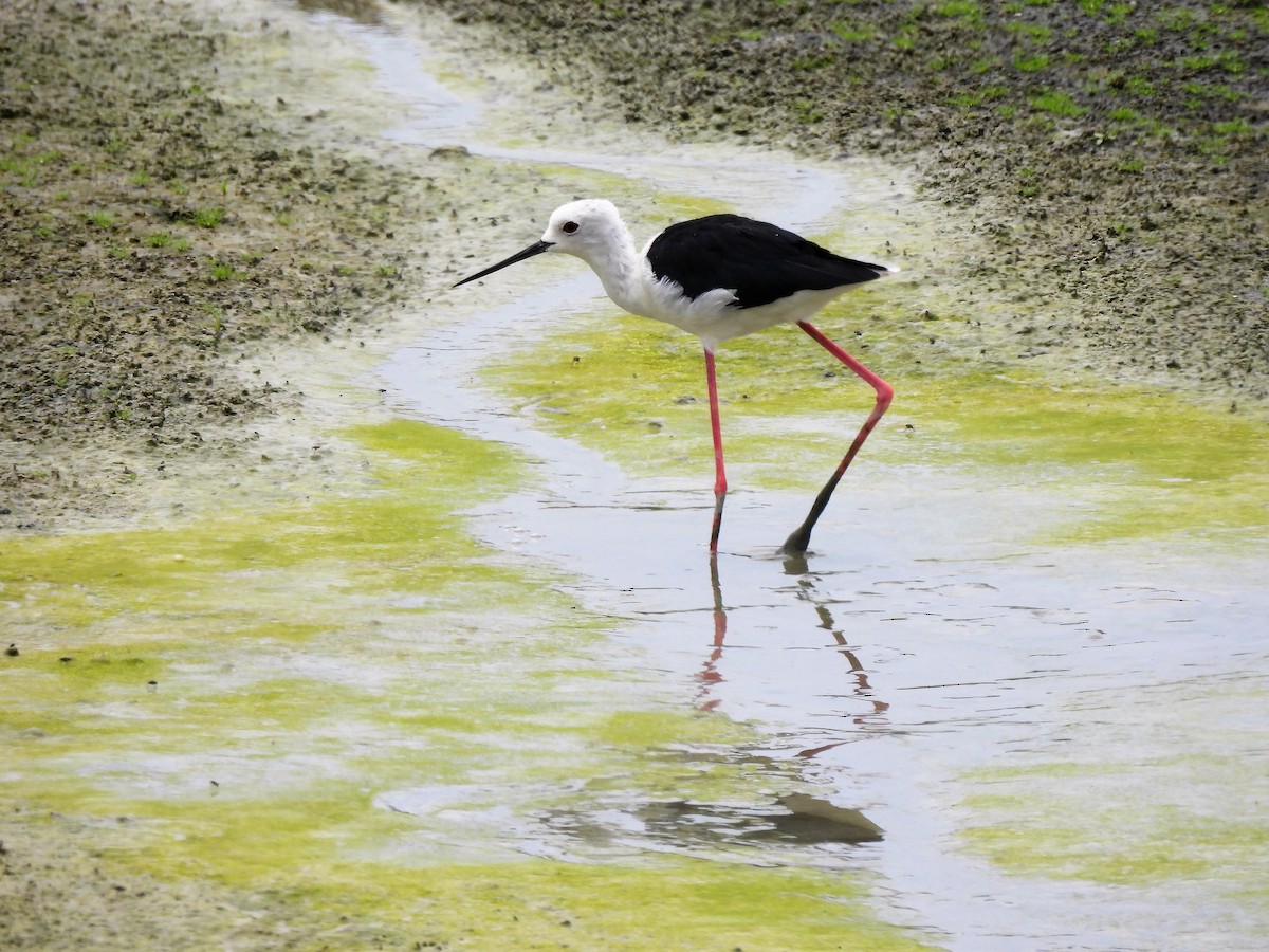 Black-winged Stilt - ML382596621