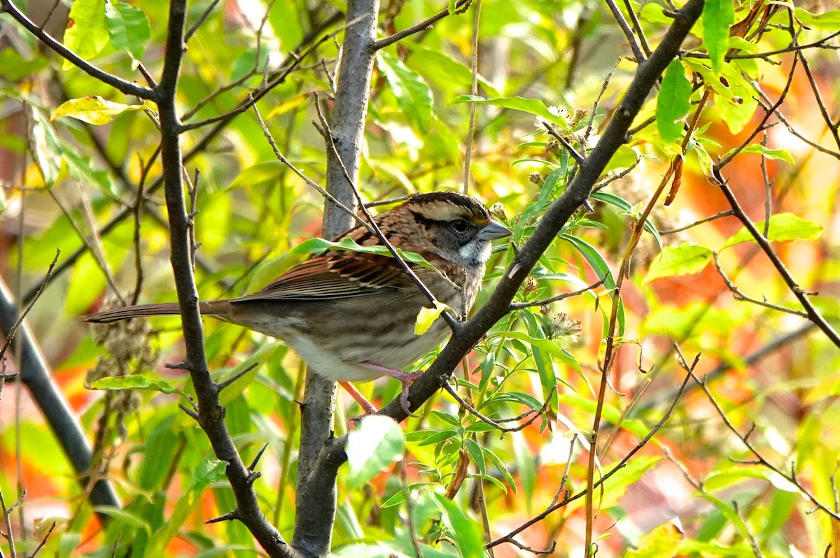 White-throated Sparrow - ML382596971