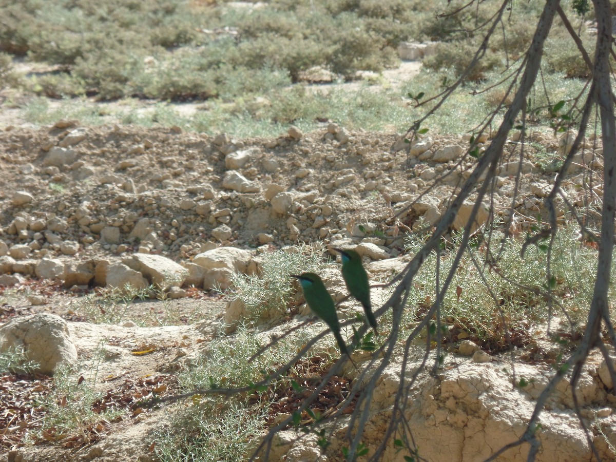 Asian Green Bee-eater - ML382597041