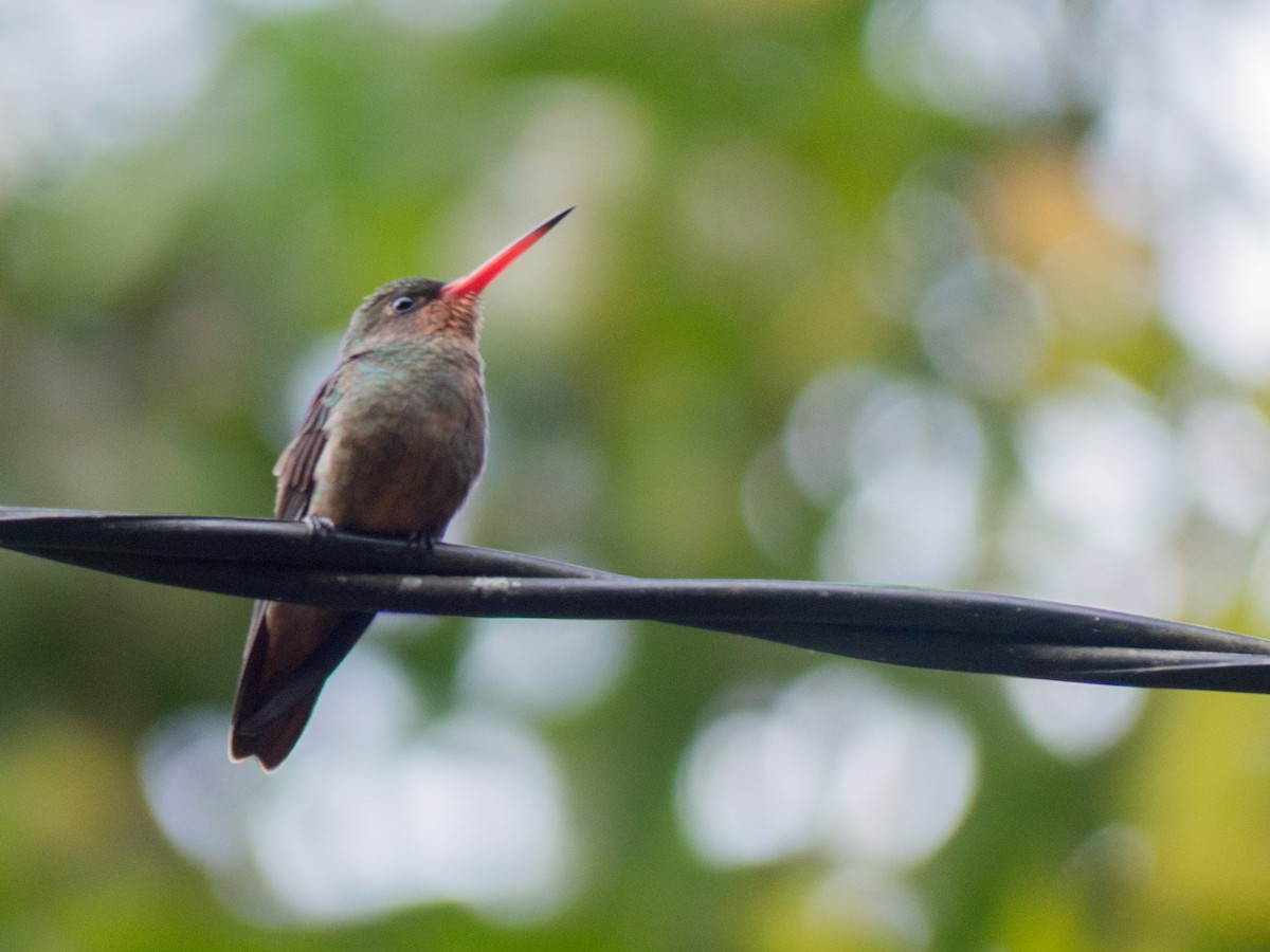 Gilded Hummingbird - ML382597521
