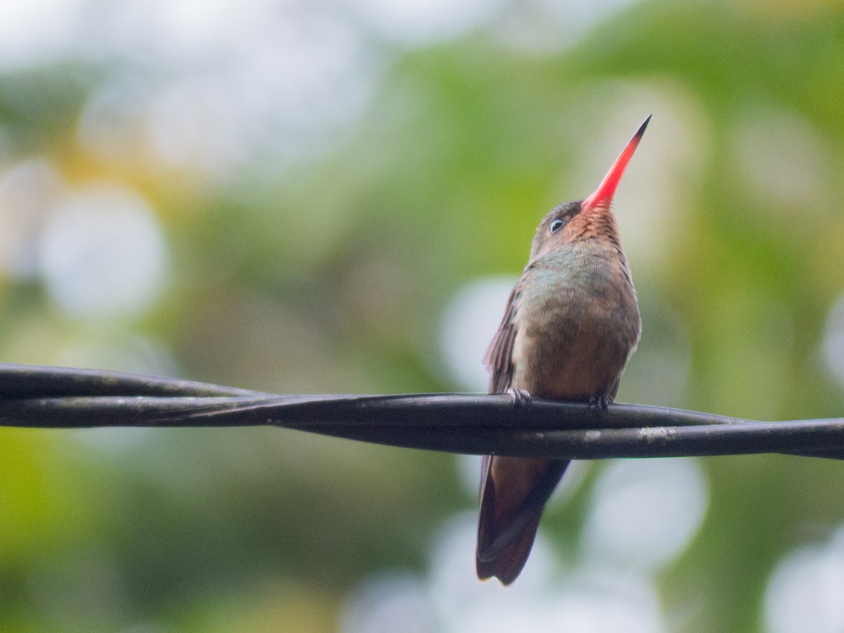 Gilded Hummingbird - ML382597541