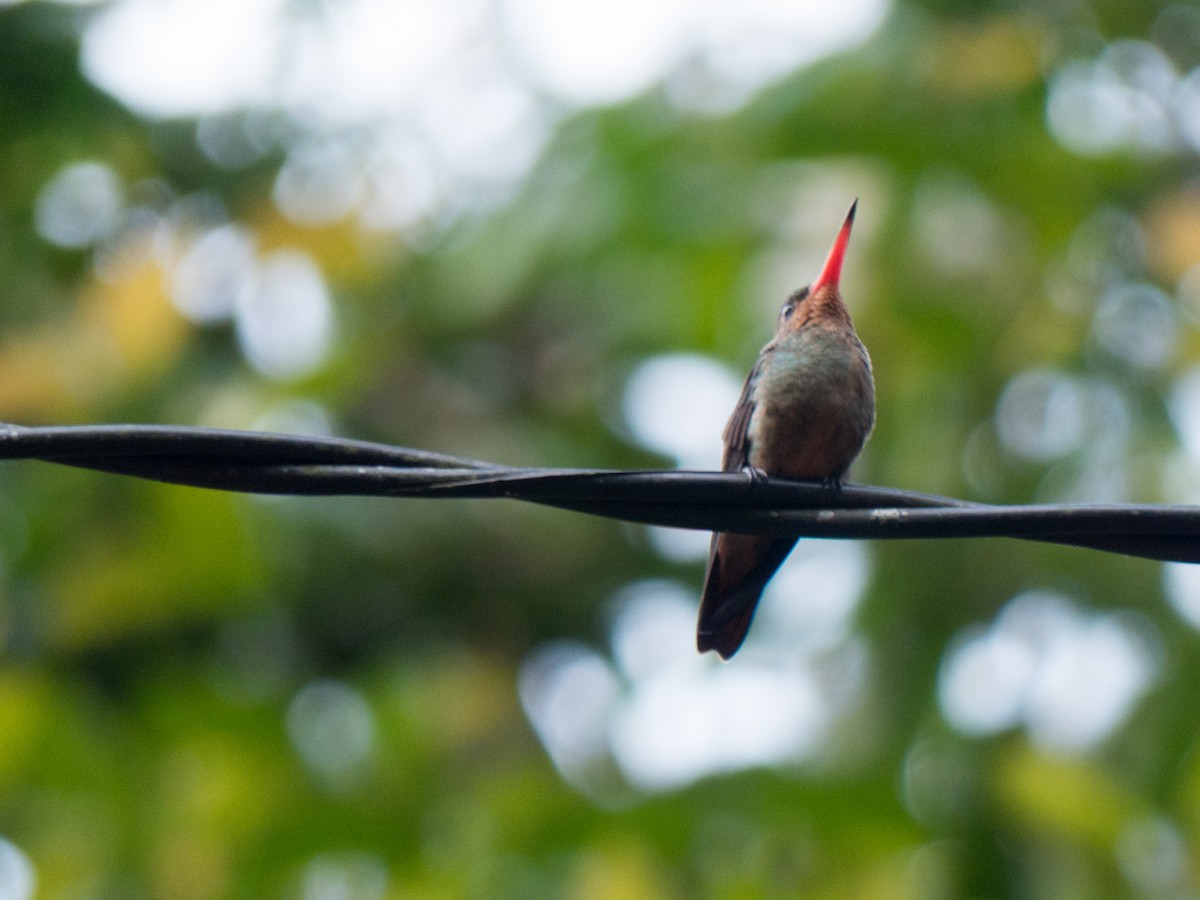 Gilded Hummingbird - ML382597551