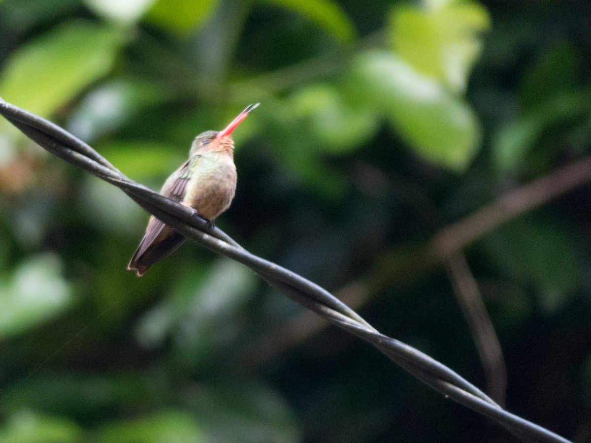 Gilded Hummingbird - ML382597561