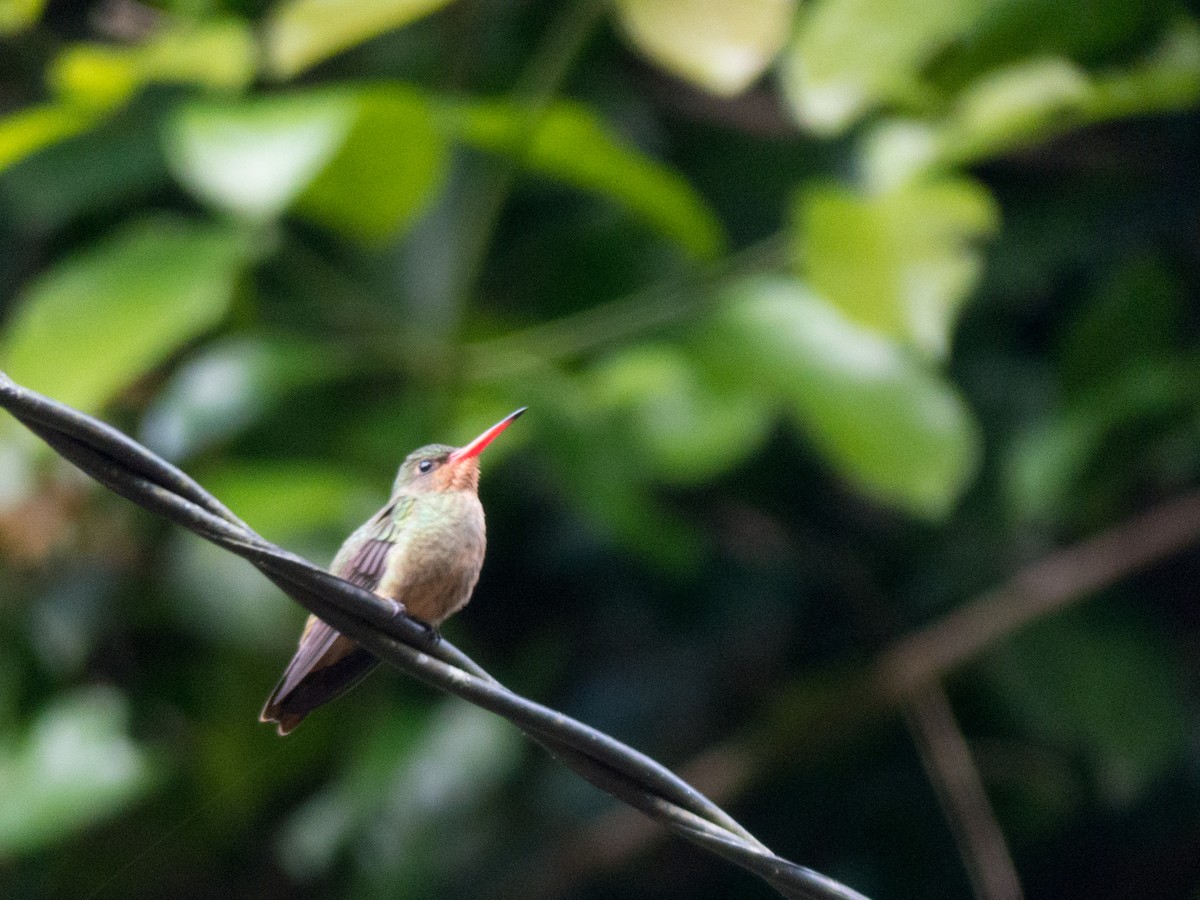 Gilded Hummingbird - ML382597571