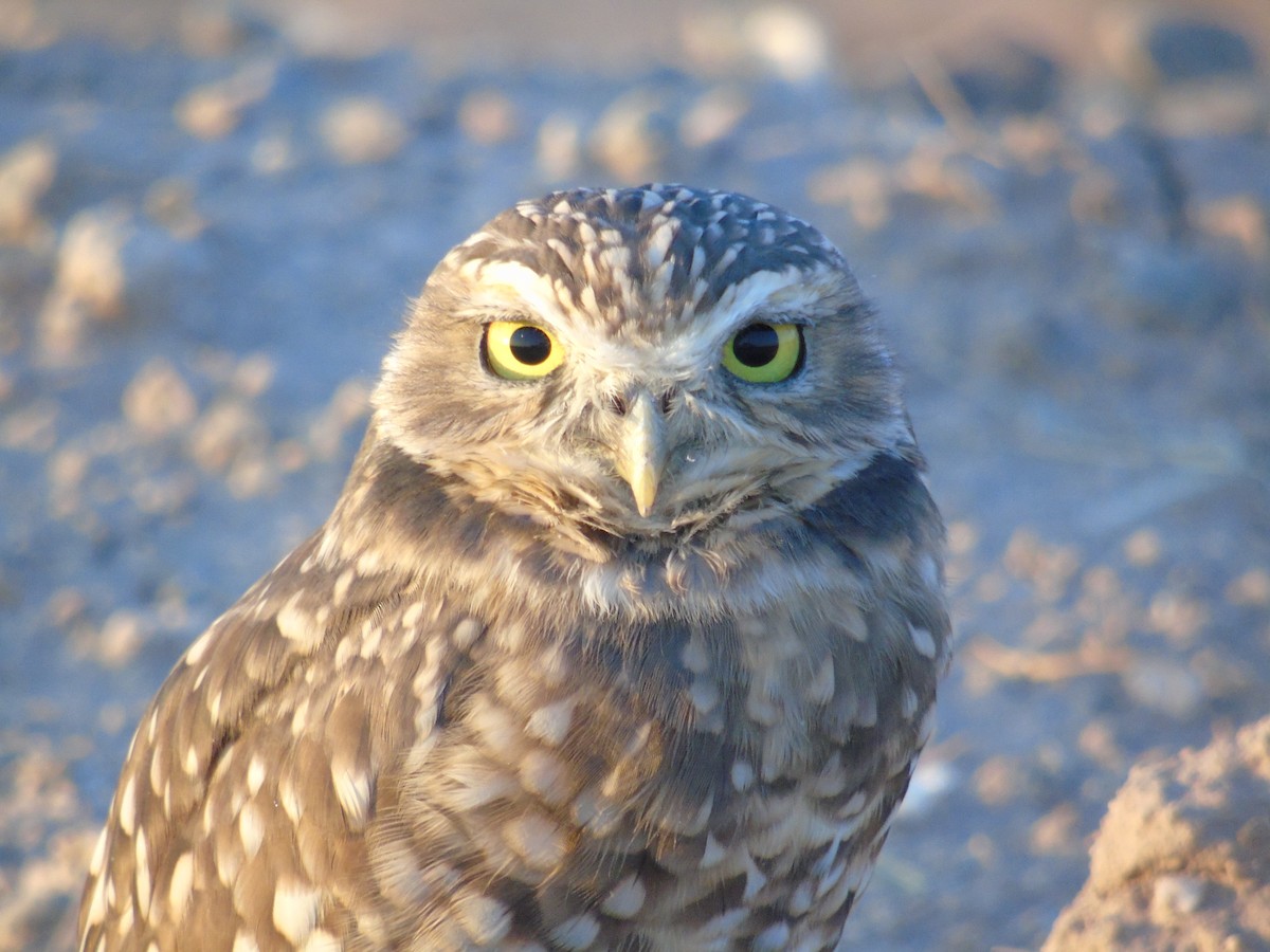 Burrowing Owl - Teresa Neiding