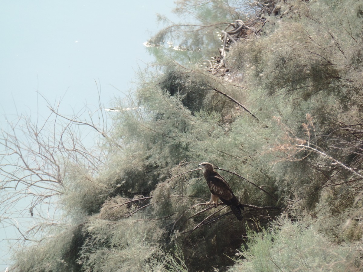 Oriental Honey-buzzard - ML382597671