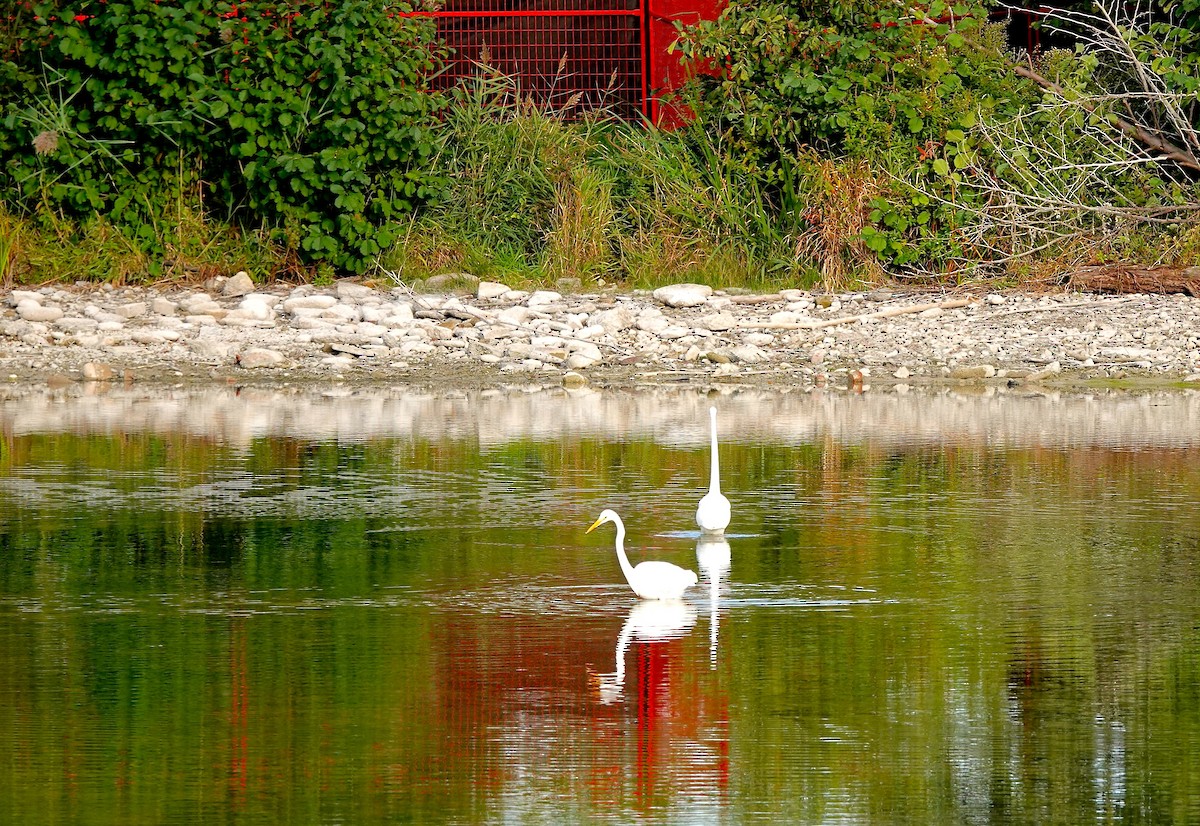 Great Egret - Mary Kvasnic