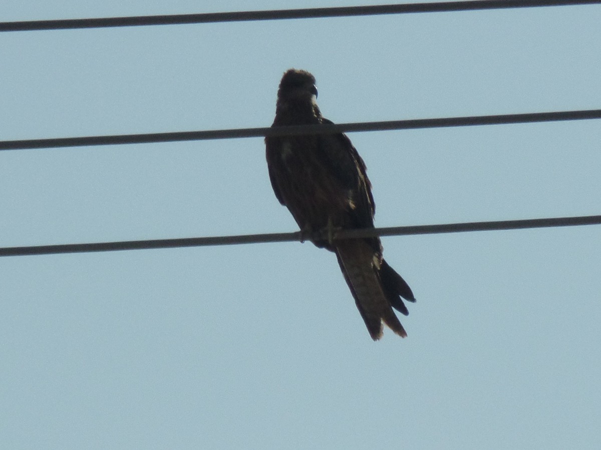 Black Kite - ML382598141