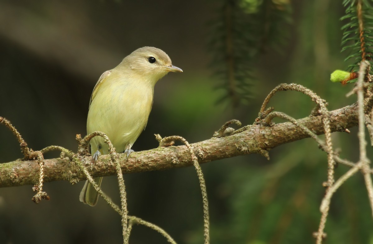 Eastern Warbling Vireo - Ryan Schain