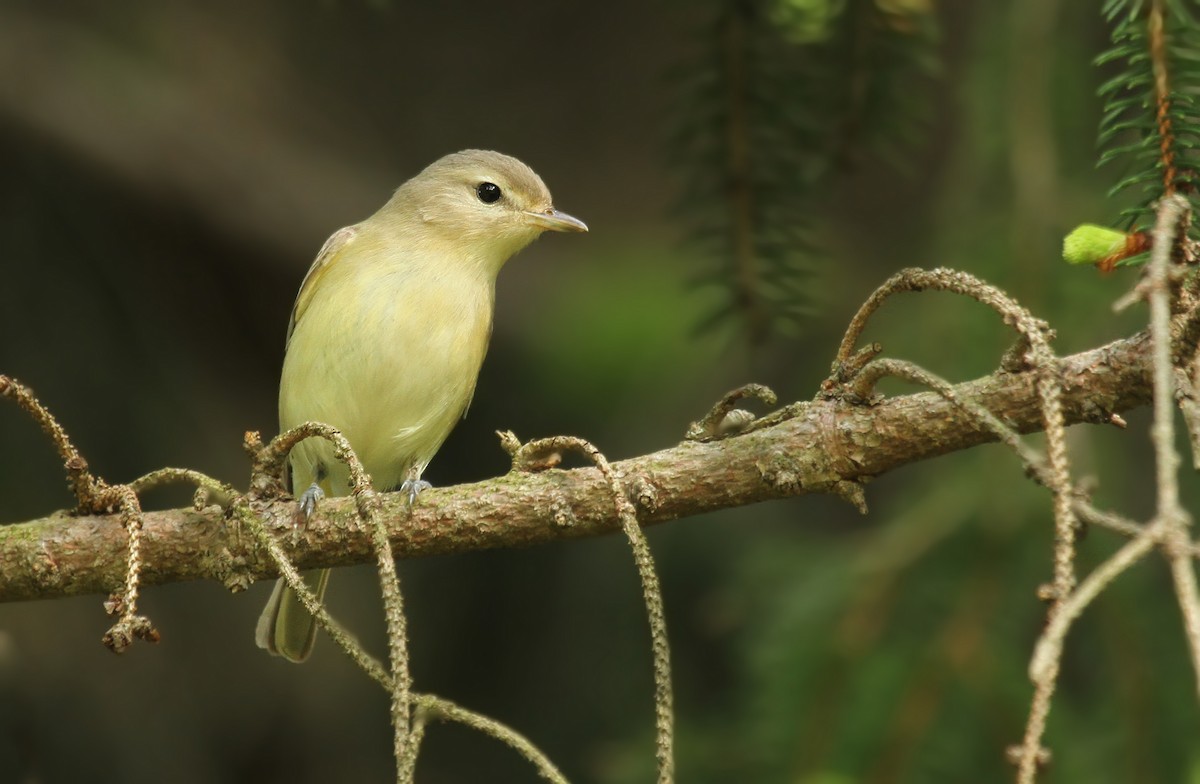 Ötücü Vireo - ML38259981