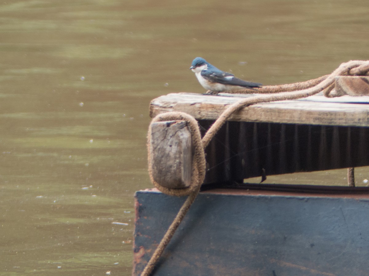 Blue-and-white Swallow - ML382600171