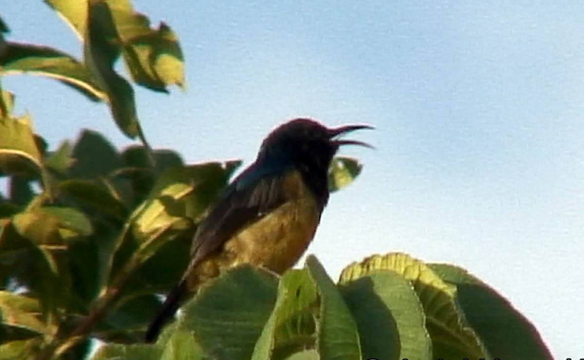 Variable Sunbird (Orange-chested) - ML382600181