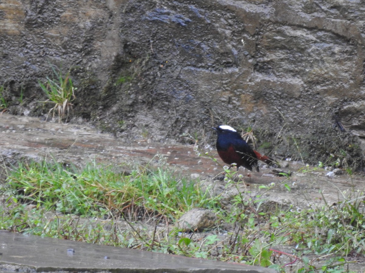 White-capped Redstart - ML382600411