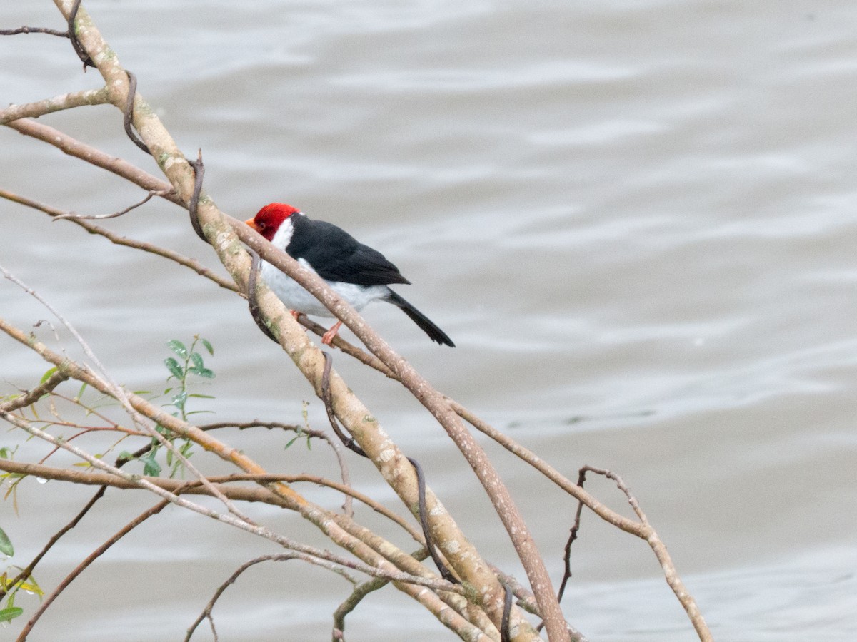 Yellow-billed Cardinal - ML382600791