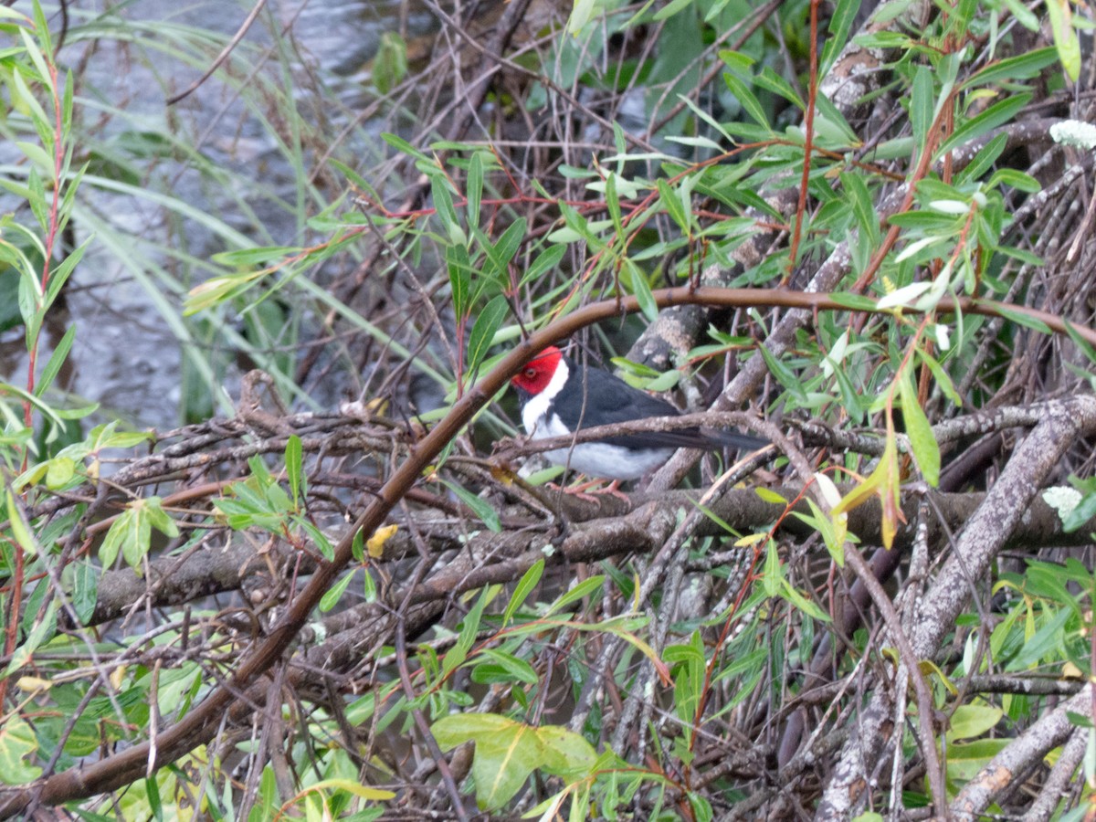 Yellow-billed Cardinal - ML382600801