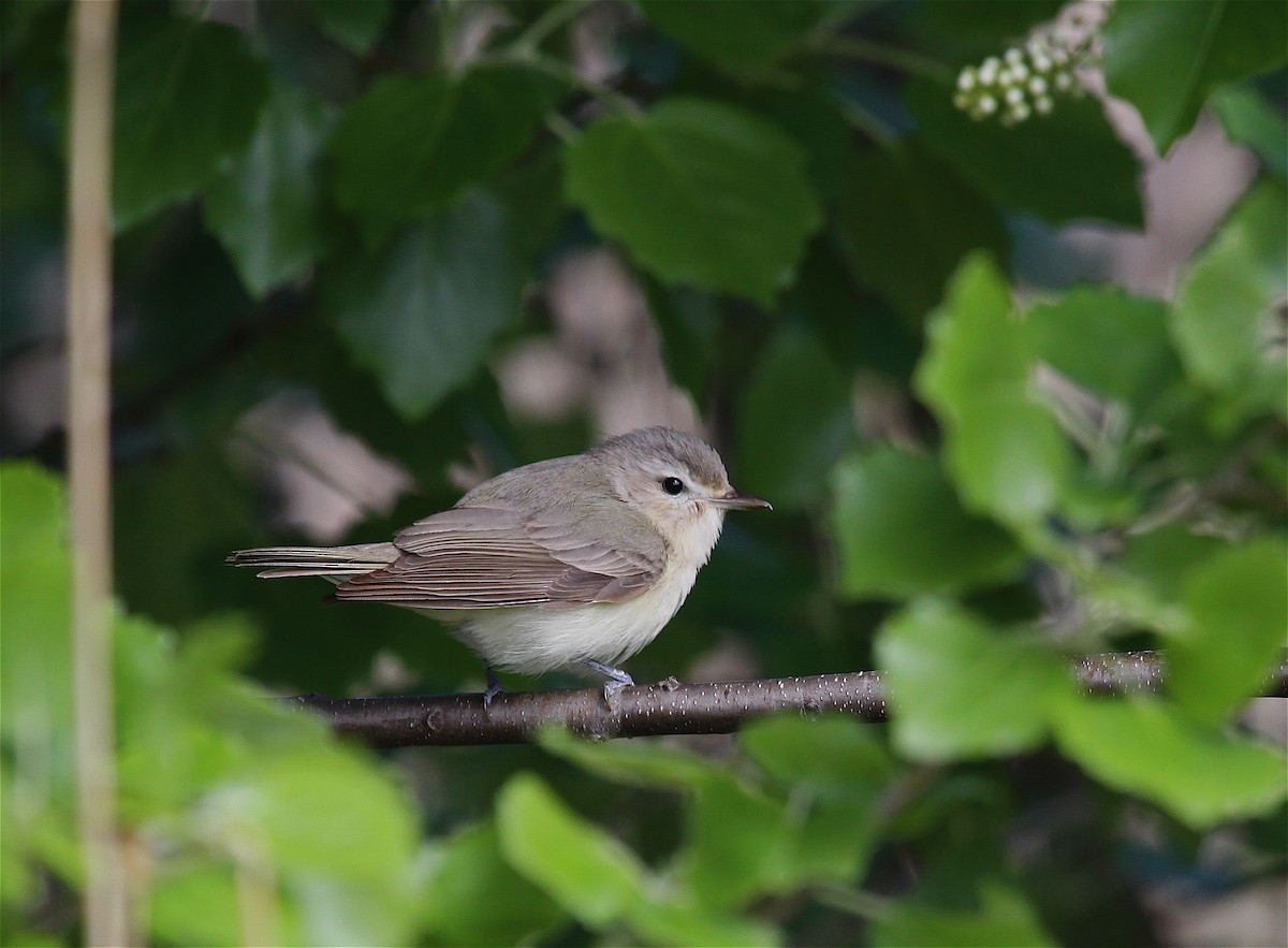 Ötücü Vireo - ML38260101