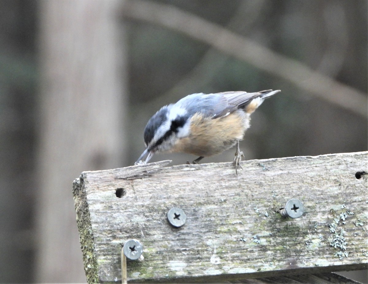 Red-breasted Nuthatch - ML382601331