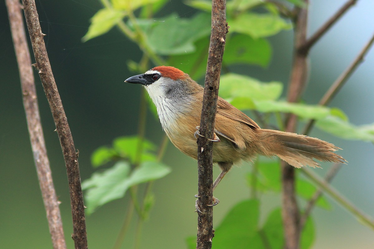 Chestnut-capped Babbler - ML382601341