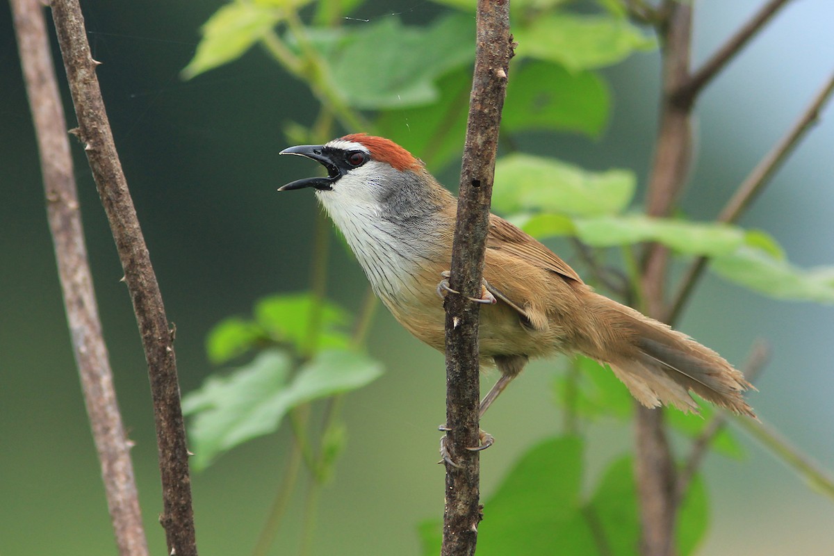 Chestnut-capped Babbler - ML382601351