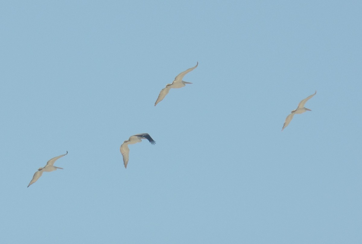 Dalmatian Pelican - ML382602111