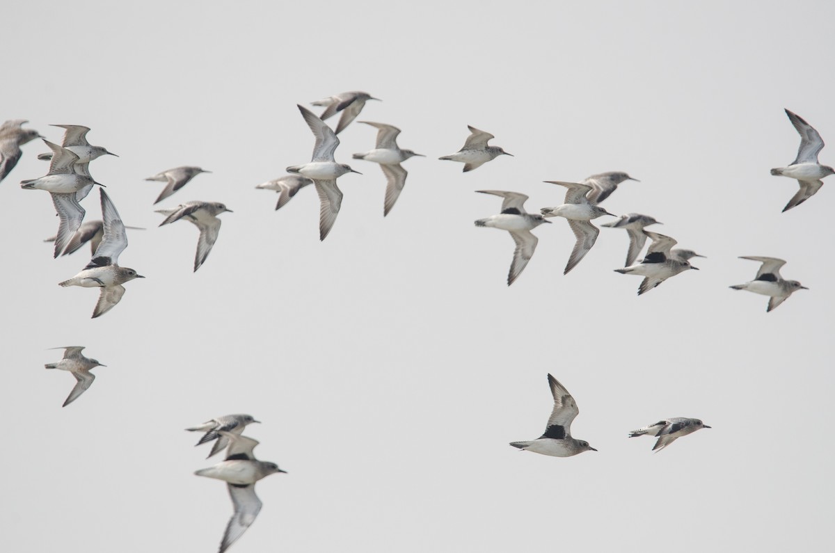 Red Knot - ML382604271