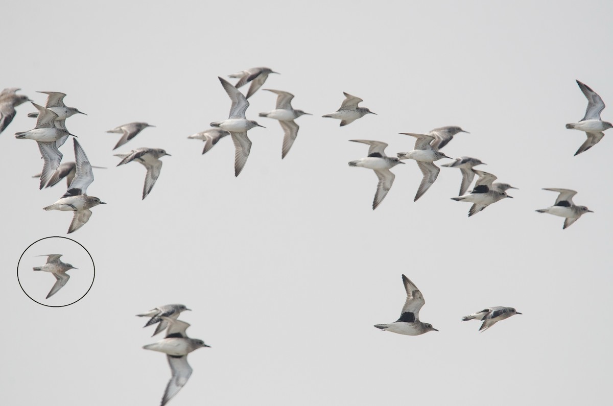 Red Knot - ML382604291