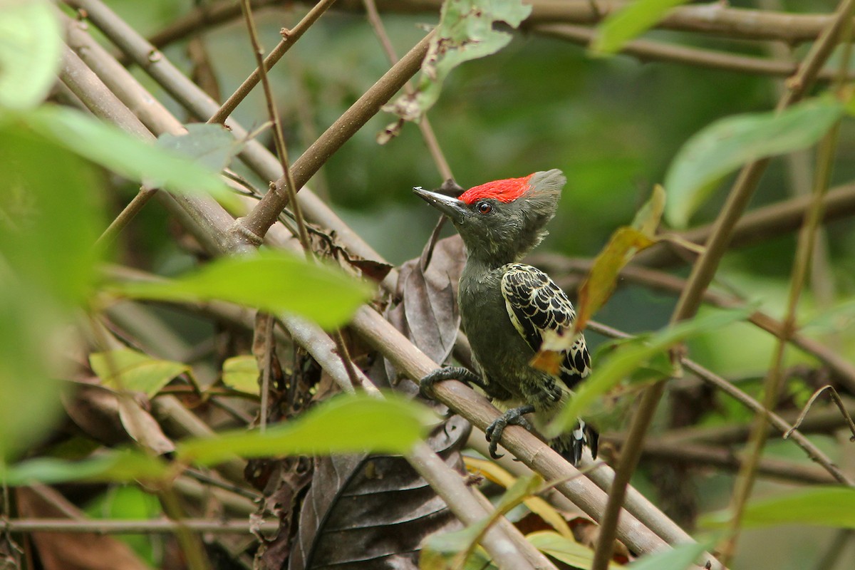 datlovec krátkoocasý (ssp. sordidus) - ML382604571