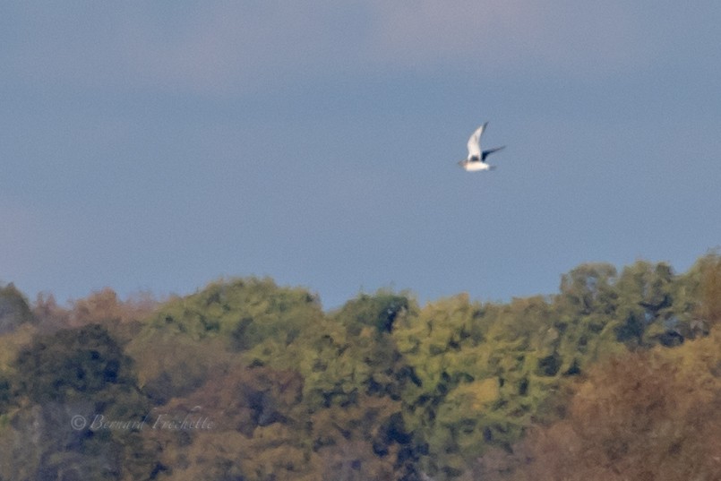 Black-bellied Plover - ML382605501