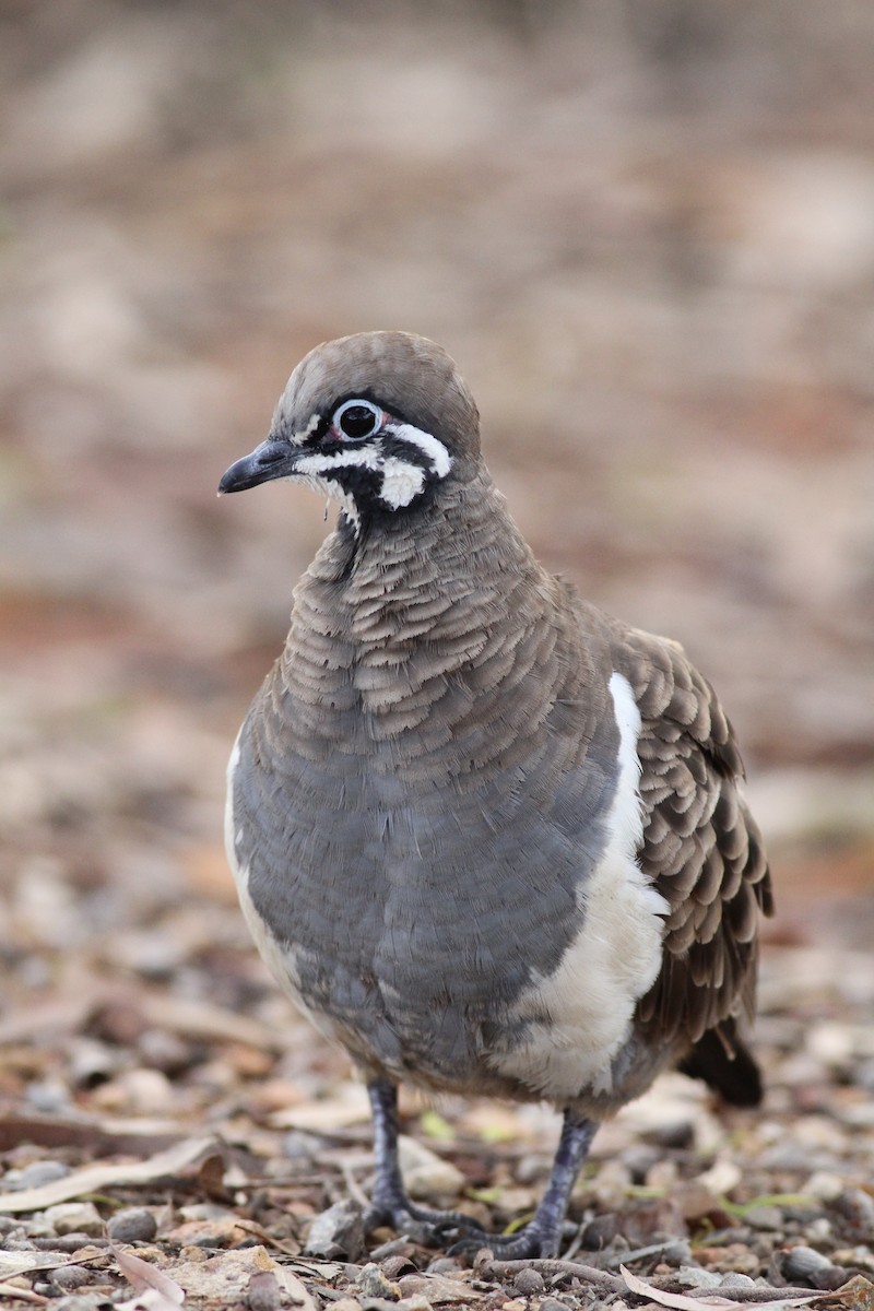 Squatter Pigeon - ML38260571