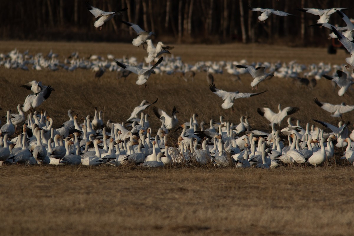 Snow Goose - Justin Saunders