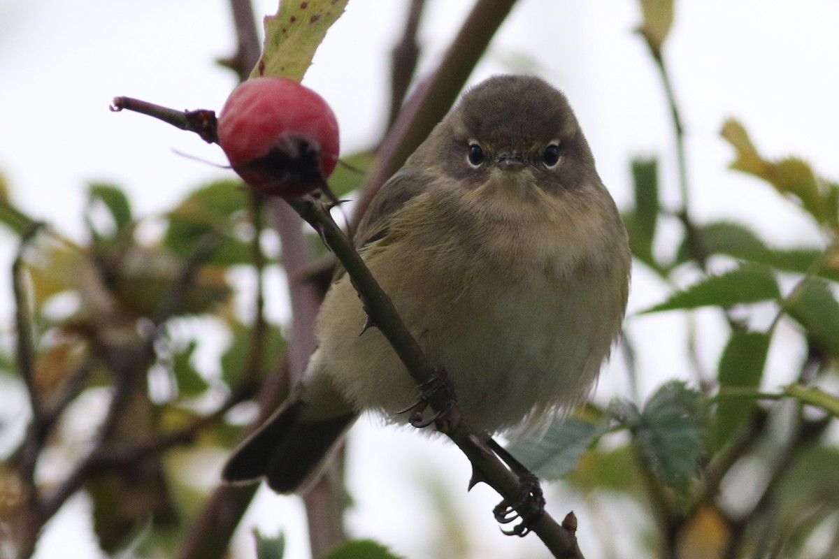 Common Chiffchaff - ML382606191